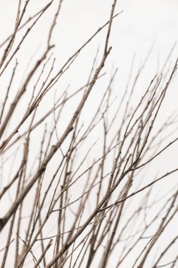 Yapraksız ince sonbahar dalları. Soyut sonbahar sonbahar arkaplanı