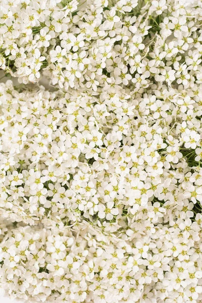 Αισθητικό Αφηρημένο Φόντο Πολύχρωμα Λουλούδια Χαμομηλιού Όμορφη Σύνθεση Floral Πρότυπο — Φωτογραφία Αρχείου