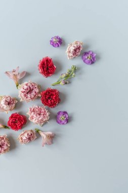 Renkli kırmızı ve pembe gül çiçekleri ve mavi arka planda mor çiçekleri olan estetik bir arka plan. Güzel çiçek kompozisyonu