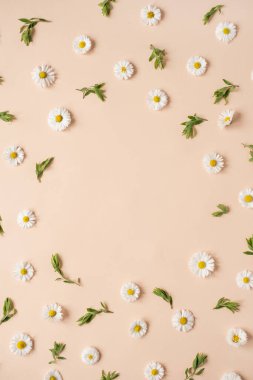 Soyut çiçekli estetik arka plan. Renkli papatya çiçeği tomurcuklarından oluşan yuvarlak çiçekli bir çelenk. Tarafsız şeftali arkaplan ve boş fotokopi alanı modeli. Güzel çiçekler ve taç yaprakları şablonu