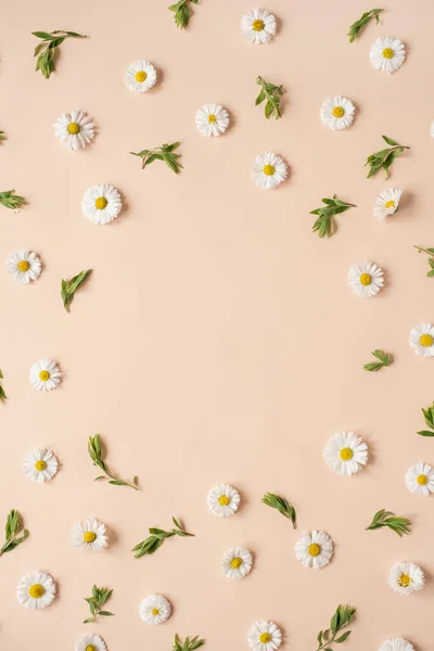 摘要植物审美背景 色彩艳丽的菊花花蕾在中性桃色背景上的圆形花框花环 空白复制空间模型 美丽的花朵和花瓣模板 — 图库照片