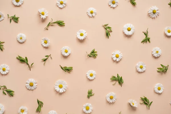 Αφηρημένη Floral Αισθητική Φόντο Πολύχρωμα Μπουμπούκια Και Φύλλα Χαμομηλιού Ουδέτερο — Φωτογραφία Αρχείου