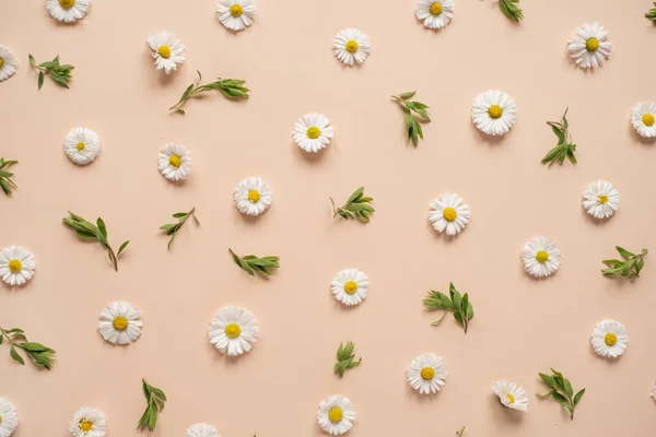 Abstract Floral Aesthetic Background Colourful Chamomile Flower Buds Leaves Neutral — Stock Photo, Image