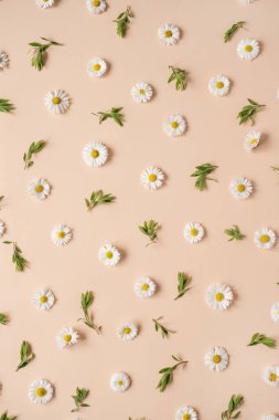 Soyut çiçekli estetik arka plan. Renkli papatya çiçeği tomurcukları ve yaprakları tarafsız şeftali arkaplanda. Güzel çiçekler ve taç yaprakları şablonu. Düz yatış, üst görünüm