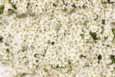 Renkli papatya çiçekleriyle soyut estetik arka plan. Güzel çiçek şablonu kompozisyonu. Düz yatış, üst görünüm