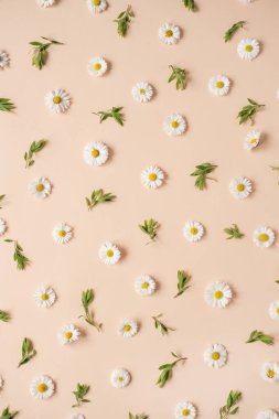 Papatya çiçeği arkaplanından yapılmış çiçek deseni. Düz yerde, üst tarafta. Sevgililer Günü geçmişi. Güzel bir çiçek şablonu. Çiçek deseni. Çiçek deseni dokusu