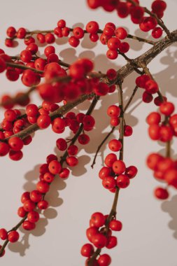 Kırmızı Böğürtlenli şube Gölgeler. Doğadan İlham Almak, Kış Geçişine Sonbahar, Noel Aksanı, Organik Tasarım, Şenlikli Yapraklar