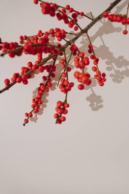 Shadow Contrast ile Branch 'ta canlı kırmızı böğürtlenler. Doğal Minimalizm, Botanik Estetik, Sonbahar ve Noel Dekorasyonu, Mevsimlik Dekorasyon