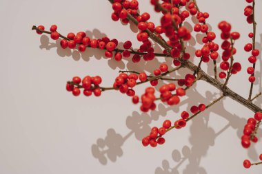 Kırmızı böğürtlenler Gölge Oyunu 'yla Branch' ta. Mevsimsel Botanik Minimalizmi, Noel Dekorasyonu, Şenlikli Doğal Elementler