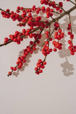 Parlak Kırmızı Böğürtlenler ve Gölge Efektleri dalları. Doğanın Basitliği, Sonbahar ve Noel İlhamı, Minimalist Sezonluk Dekorasyonu