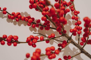 Shadow Contrast ile Branch 'ta canlı kırmızı böğürtlenler. Doğal Minimalizm, Botanik Estetik, Sonbahar ve Noel Dekorasyonu, Mevsimlik Dekorasyon