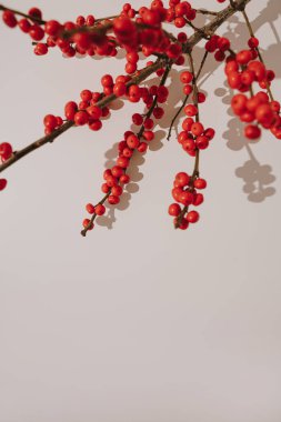 Tarafsız Yüzeye Kırmızı Meyve Şubesi Gölgeleri Döküyor. Doğanın Tatil Paleti, Minimalist Tasarım, Noel Dekorasyonu