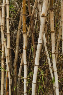 Doğadaki Bambu Sapıklarının Yakın Çekimi