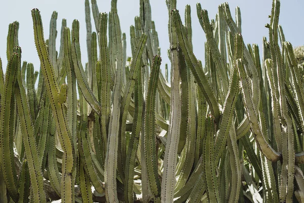 Güneşli gün manzarası. Bereketli bir kaktüsün detaylı dokusu canlı mavi bir gökyüzü arkaplanına karşı kurulmuş.