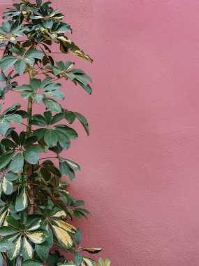 Pembe Duvara Karşı Tropik Bitki