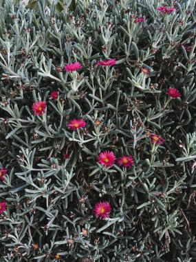 Blooming Pink Flowers on Succulent Greenery