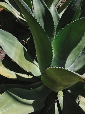 Yakın çekim agave bitkisinin yaprakları
