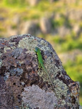 Avrupalı bir yeşil kertenkele, bir dağ zeminine karşı renkli yosunlarla kaplı bir kayanın üzerinde güneşleniyor..