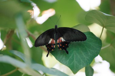 Papilio polytes, sıradan Mormon. Tropik bir orman kelebeği bir ağacın yeşil yaprağında oturur..