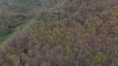 Olgun Ağaçlar ve Uzak Bir Bölgedeki Mevsimsel Değişikliklerle Yeşillik Görünümü