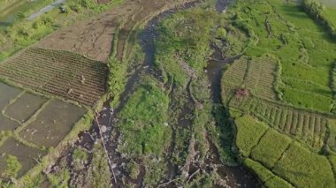 Bereketli Yeşil Pirinç Terasları ve Tropikal Cennet 'teki Gezinen Nehir' in Havadan Görünümü