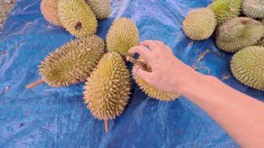 Mavi bir tuvalde Benzersiz ve Dikenli Durian Meyvelerini Keşfetmek: Doğanın Tuhaflığına Yakın Bakış