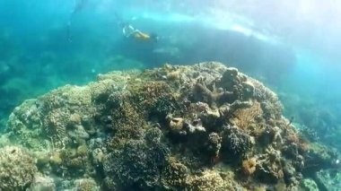Su altı Macerası: Kristal berrak sularda canlı mercan resifleri ve deniz yaşamı arasında yüzme