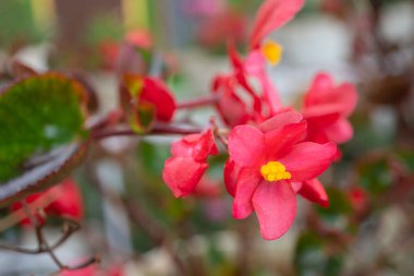 Canlı pembe begonya çiçeklerinin yakın çekimi narin güzelliklerini gözler önüne seriyor..