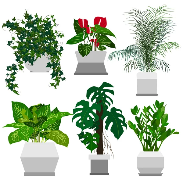 Saksı houseplants kümesi