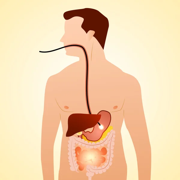 Gastroenteroloji gastrointestinal sistem — Stok Vektör