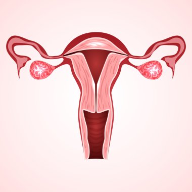 Kadın cinsel organını rahim olduğunu.