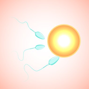 Gelecekteki zigot. Yumurta ve sperm.