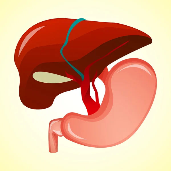 Gastroenteroloji gastrointestinal sistem — Stok Vektör