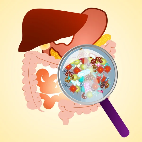 Tracto gastrointestinal en gastroenterología . — Vector de stock