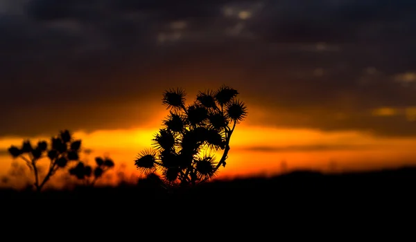 Bardana ao pôr do sol — Fotografia de Stock