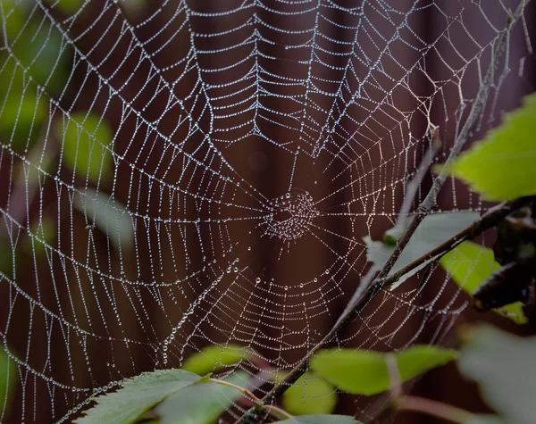 Çiğ damlaları ile inci örümcek ağı — Stok fotoğraf