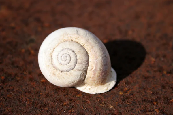 White snail on rusty metal plate — Stock Photo, Image