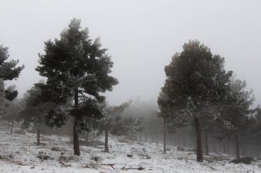 Çam ağaçları karla kaplı. Kış çam ormanının manzarası. Bulutlu bir günde karlı bir manzara