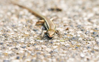 Taşlı zeminde sıradan bir kertenkele. Hayvan yakın planda..