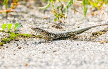 Taşlı zeminde sıradan bir kertenkele. Hayvan yakın planda..