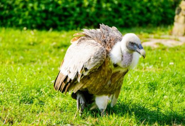 Griffon akbabası portresi. Doğada kuşlara yakın çekim. Gyps fulvus.