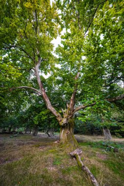 Bad Wildungen yakınlarındaki Hutewald Cadılar Bayramı 'nda doğa. Eski ağaçlar.