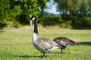 Doğada bir Kanada kazı portresi.