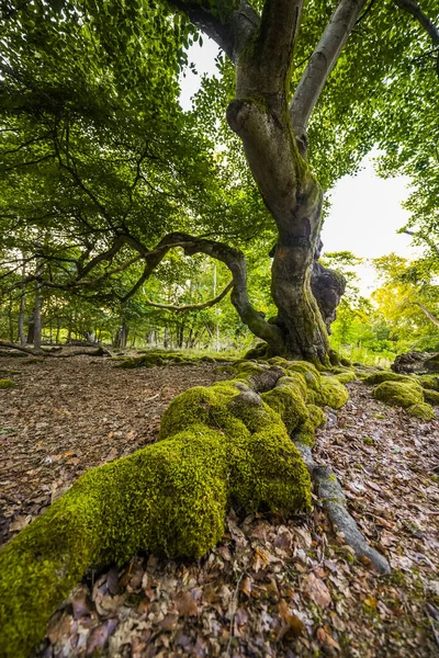 Bad Wildungen yakınlarındaki Hutewald Cadılar Bayramı 'nda doğa. Eski ağaçlar.