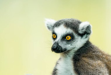 Halka kuyruklu lemur portresi. Hayvana yakın çekim. Lemur Catta