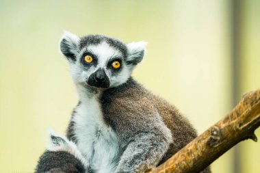 Halka kuyruklu lemur portresi. Hayvana yakın çekim. Lemur Catta