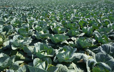 Yeşil lahanalı bir tarla. Yakın plan ekin.