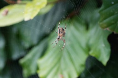 Ağındaki bir bahçe örümceğinin yakın çekimi. Doğadaki böcekler. Araneus.