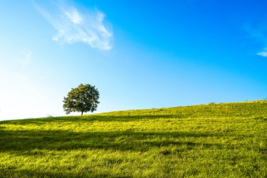 Sauerland 'deki Oberhenneborn yakınlarındaki yeşil manzaranın görüntüsü. Doğa yürüyüşü yolları.