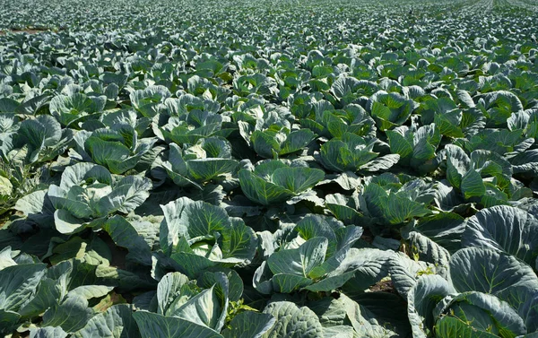 Yeşil lahanalı bir tarla. Yakın plan ekin.